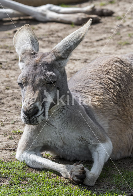 Rode reuzenkangoeroe (Macropus rufus)