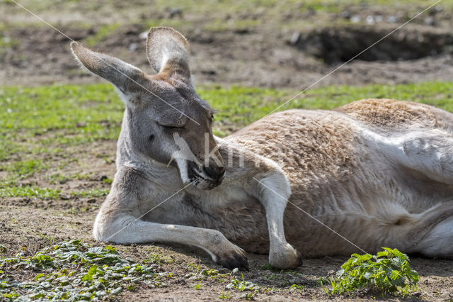 Rode reuzenkangoeroe (Macropus rufus)