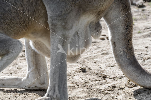 Rode reuzenkangoeroe (Macropus rufus)