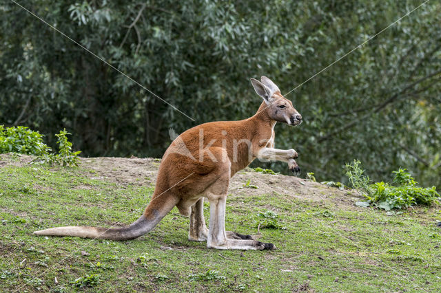 Rode reuzenkangoeroe (Macropus rufus)