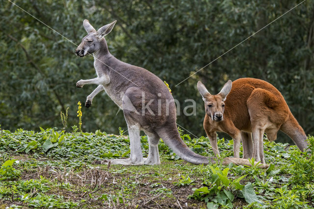 Rode reuzenkangoeroe (Macropus rufus)