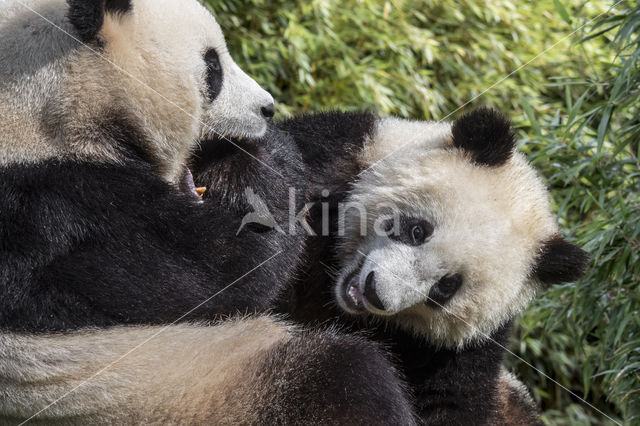 Giant Panda (Ailuropoda melanoleuca)