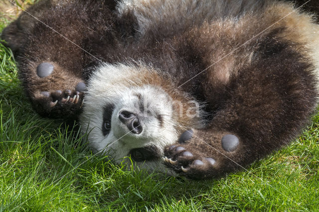 Giant Panda (Ailuropoda melanoleuca)