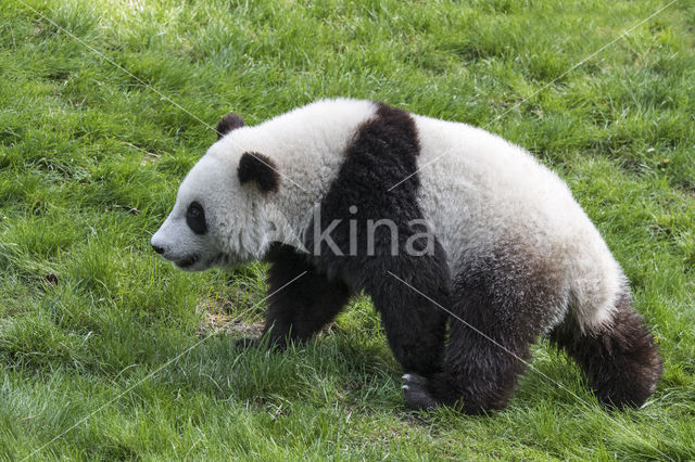 Giant Panda (Ailuropoda melanoleuca)