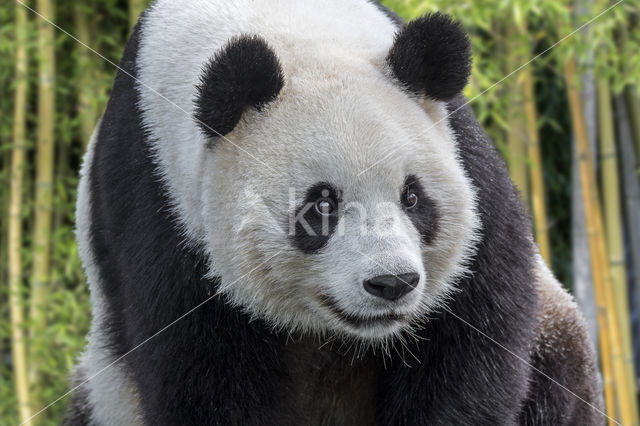 Giant Panda (Ailuropoda melanoleuca)