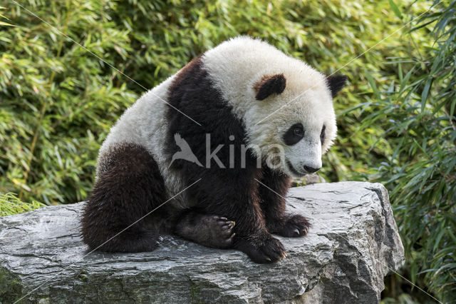 Giant Panda (Ailuropoda melanoleuca)