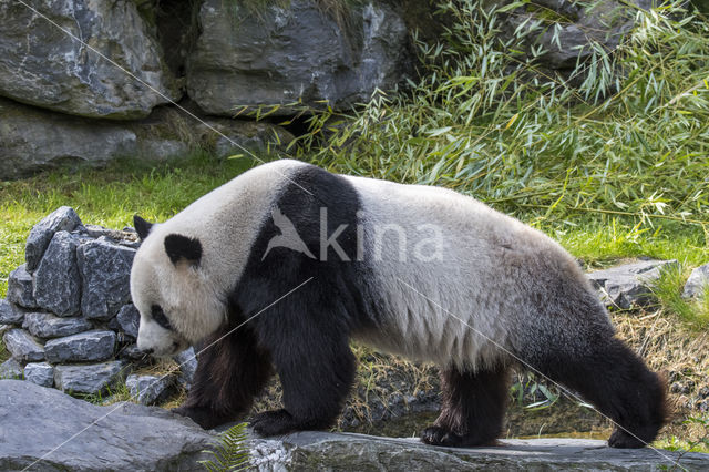 Giant Panda (Ailuropoda melanoleuca)