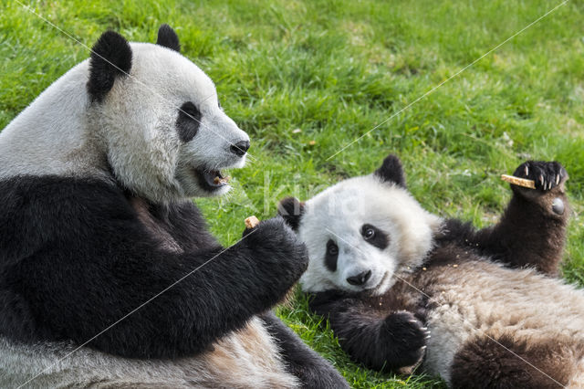 Giant Panda (Ailuropoda melanoleuca)