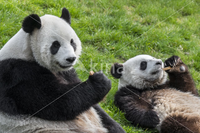 Giant Panda (Ailuropoda melanoleuca)