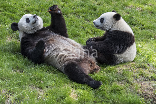 Giant Panda (Ailuropoda melanoleuca)