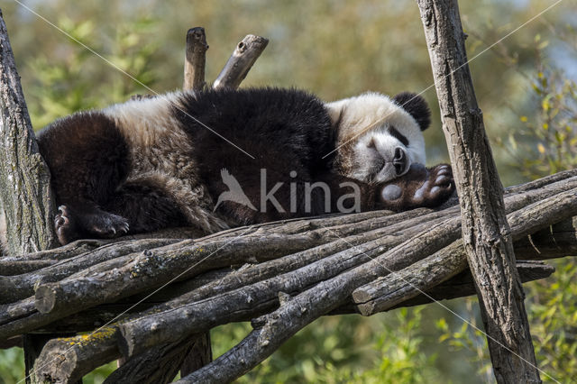 Giant Panda (Ailuropoda melanoleuca)