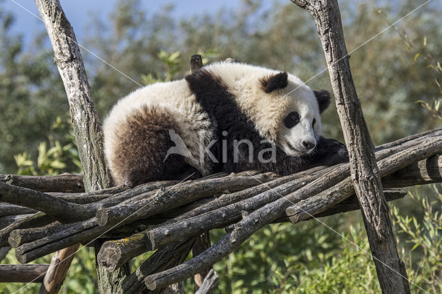 Giant Panda (Ailuropoda melanoleuca)