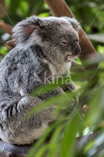 Koala (Phascolarctos cinereus)