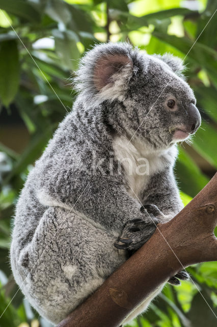 Koala (Phascolarctos cinereus)