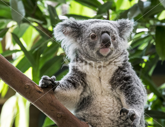 Koala (Phascolarctos cinereus)