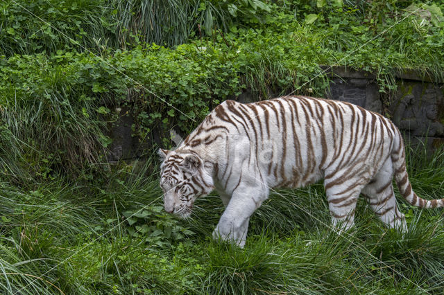 Bengal Tiger (Panthera tigris tigris)