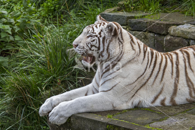 Bengal Tiger (Panthera tigris tigris)