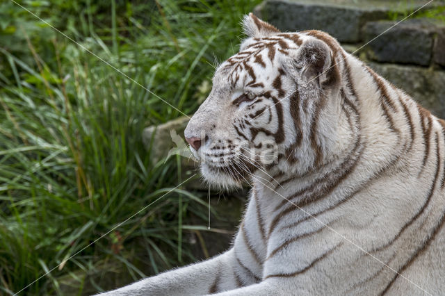 Bengal Tiger (Panthera tigris tigris)