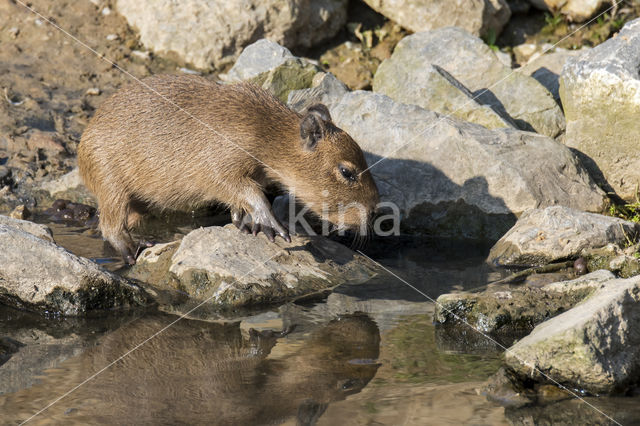 capybara (Hydrochoerus hydrochaeris)