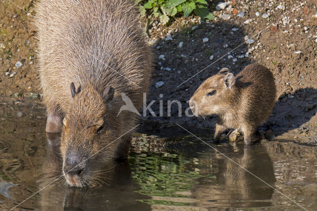 capybara (Hydrochoerus hydrochaeris)