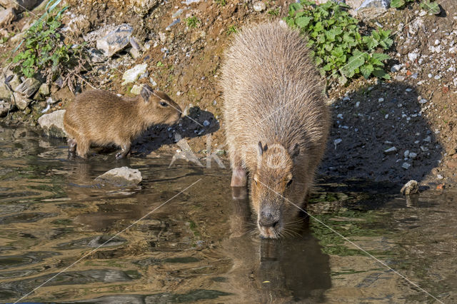 capybara (Hydrochoerus hydrochaeris)