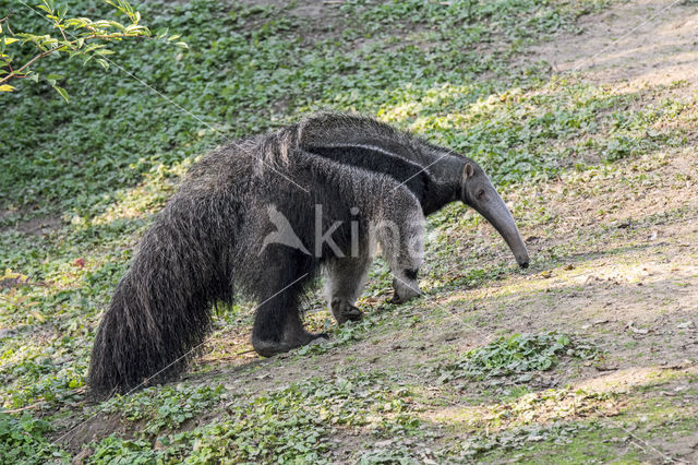 Giant Anteater (Myrmecophaga tridactyla)