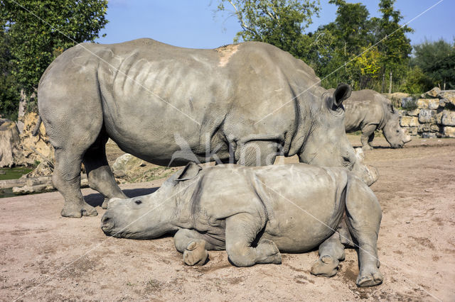 white Rhinoceros