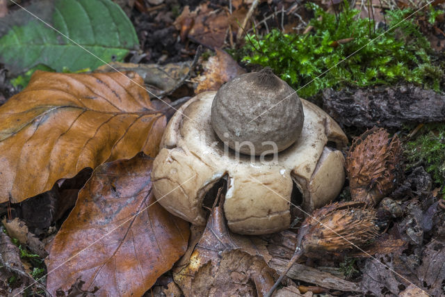 Collared Earthstar (Geastrum triplex)