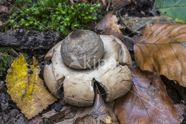 Collared Earthstar (Geastrum triplex)