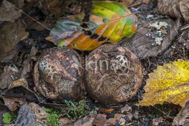 Collared Earthstar (Geastrum triplex)
