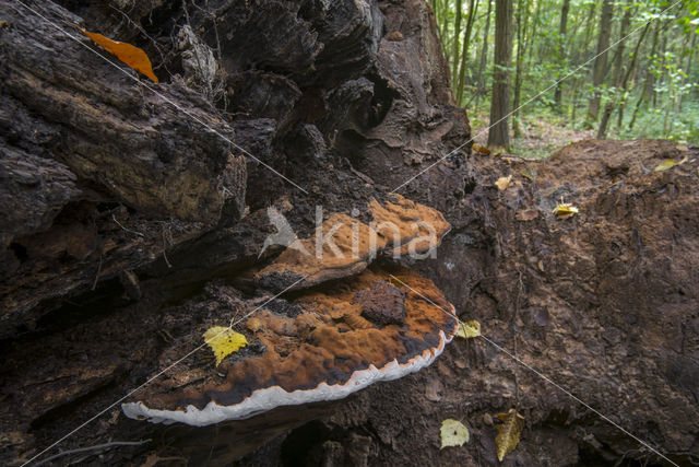 Platte tonderzwam (Ganoderma lipsiense)