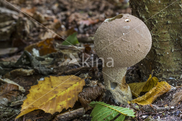 Peervormige stuifzwam (Lycoperdon pyriforme)