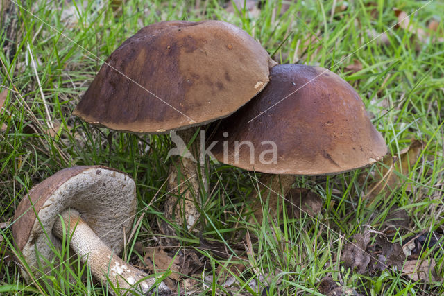 Bronw birch bolete (Leccinum scabrum)