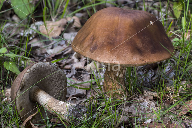 Bronw birch bolete (Leccinum scabrum)