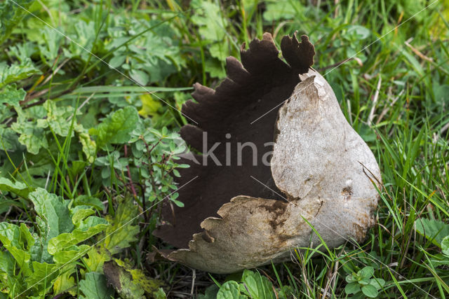 Ruitjesbovist (Calvatia utriformis)