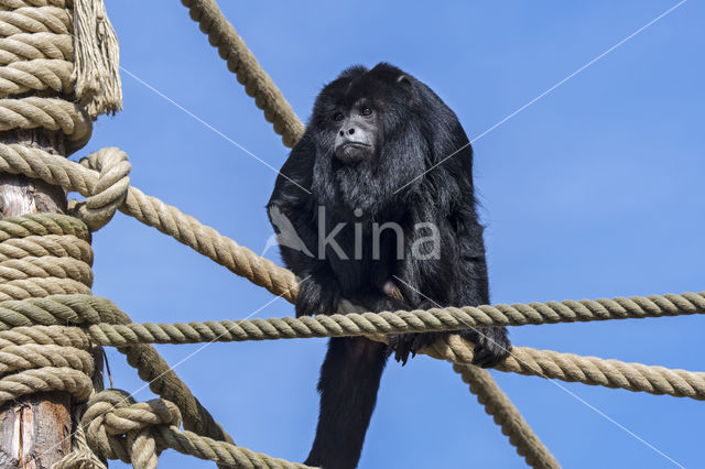 Zwarte brulaap (Alouatta caraya)