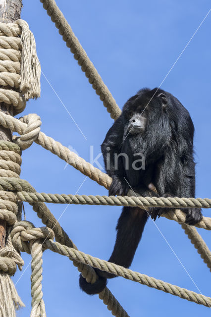 Zwarte brulaap (Alouatta caraya)