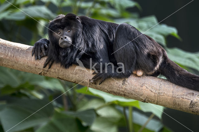 Zwarte brulaap (Alouatta caraya)