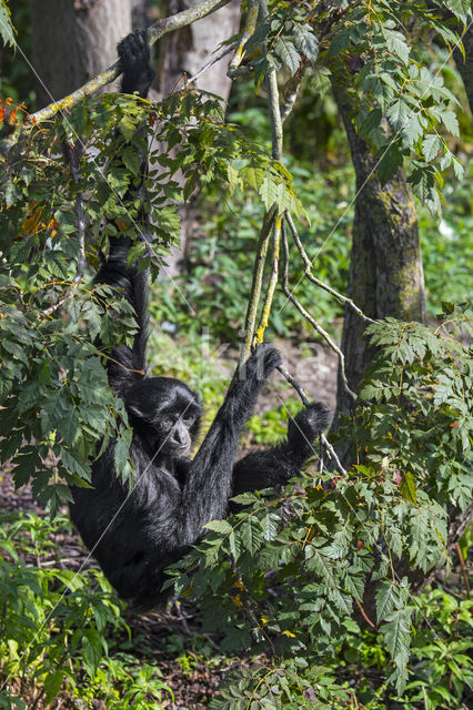 Siamang (Symphalangus syndactylus)