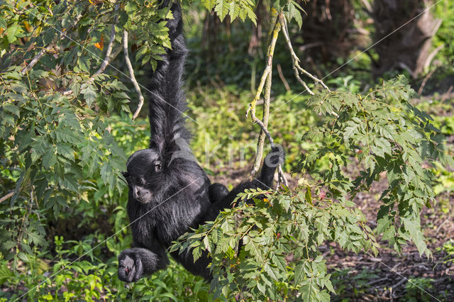 Siamang (Symphalangus syndactylus)