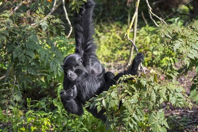 Siamang (Symphalangus syndactylus)