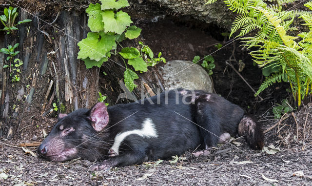 Tasmaanse duivel (Sarcophilus harrisii)