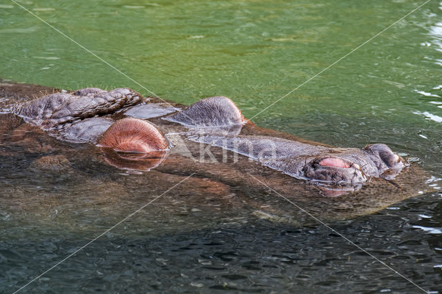 Nijlpaard (Hippopotamus amphibius)