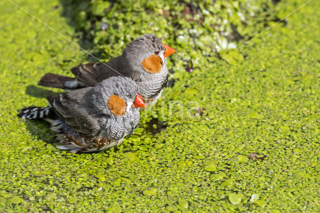 Zebra finch (Taeniopygia guttata)