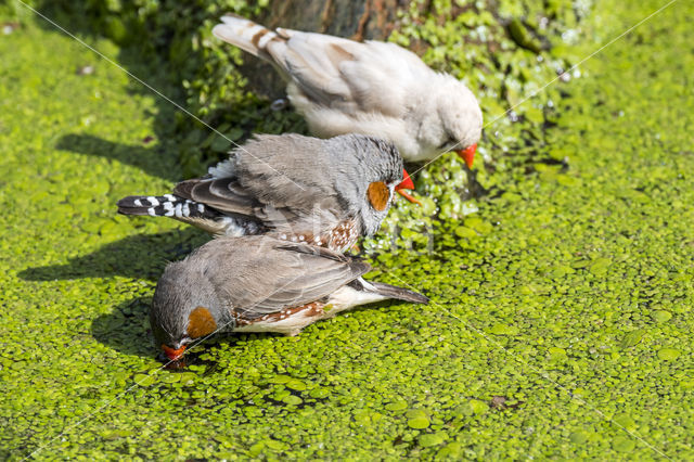 Zebra finch (Taeniopygia guttata)