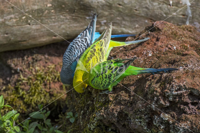 Grasparkiet (Melopsittacus undulatus)