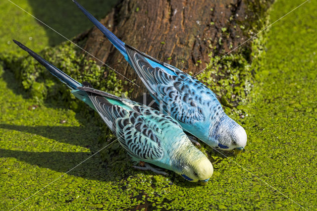 Grasparkiet (Melopsittacus undulatus)