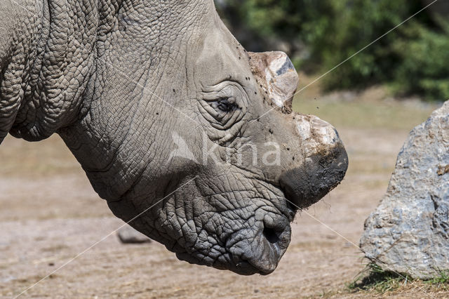 white Rhinoceros