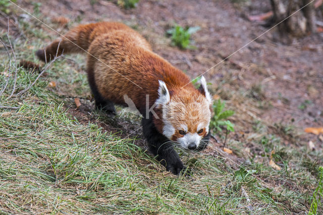 Red Panda (Ailurus fulgens)