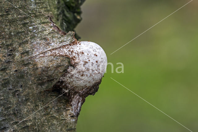 Birch polypore (Piptoporus betulinus)